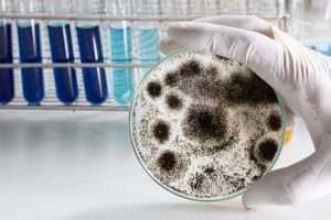 Mold in lab