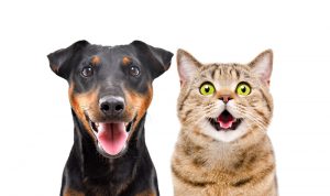 Portrait of funny dog and cheerful cat