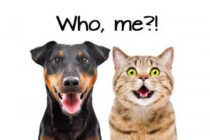 Portrait of funny dog and cheerful cat